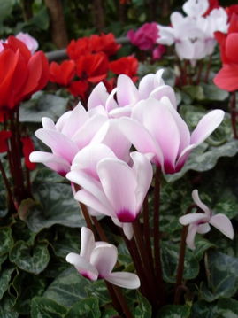 仙客来不开花的原因有哪些，知道这些养护方法就行了