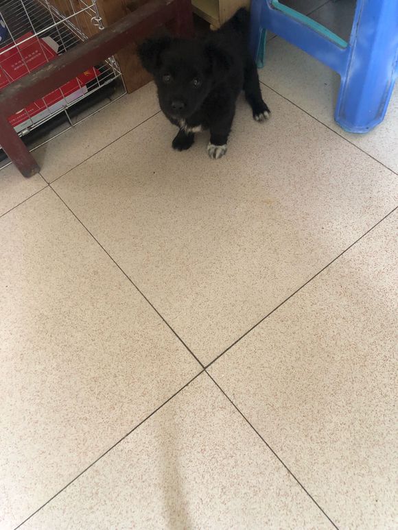 流浪狗在街上来回觅食，女孩看不过好心收养，带回家后差点被气晕