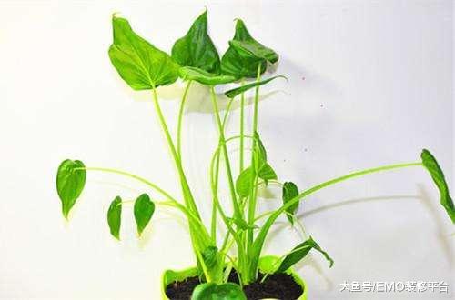 这些绿植竟然有毒, 不宜放在家里, 看看你家有吗?