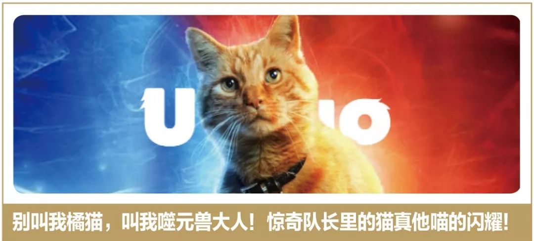 猫是一种植物呀，一到春天就会变成“蒲公英”