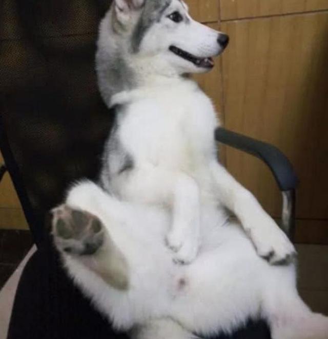 奇葩主人为防二哈拆家, 带着上班, 下班低头一看, 将二哈暴打一顿