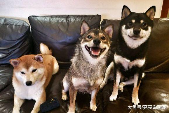 网友想给柴犬它们拍张合照，拍摄过程挺费劲，总是有乱动的