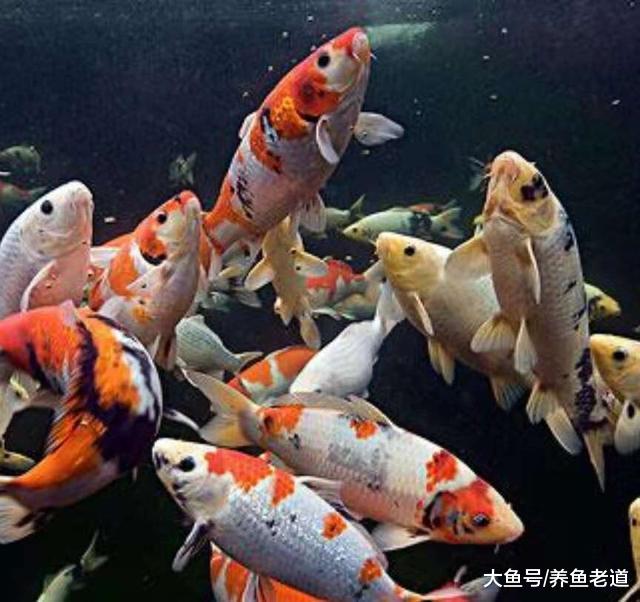 新入缸的观赏鱼，导致水质混浊的原因在哪里？