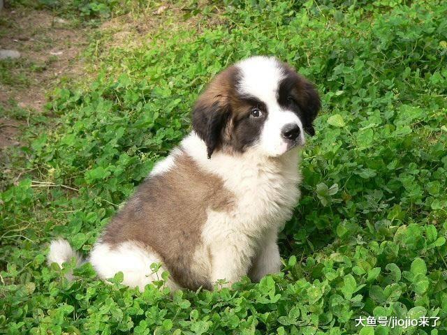 小狗离奇中毒死亡，悲伤的母亲彻查真相却意外发现了儿子的小秘密