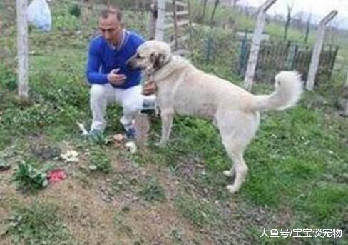 狗狗每天定时出门，定时回家，家人跟踪后感动的哭了