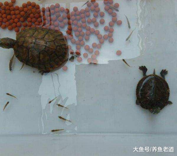 不要再把这几种小生物混养在观赏鱼缸里了，鱼儿会莫名失踪！