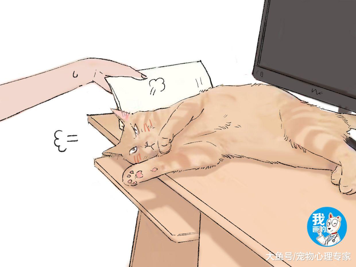 新买的猫粮主子却不吃？饥饿效应也许会招来脂肪肝