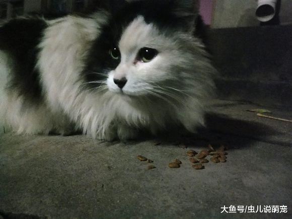 經常遇到這只小貓，給它吃了一次之后，它到點就來等著
