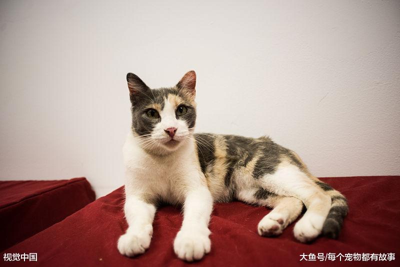 作为铲屎官，你该知道的事，这些注意事项是养猫的基本