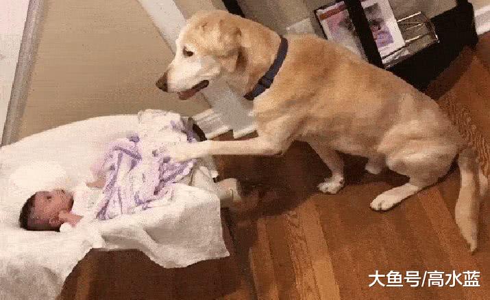 妈妈让金毛照顾小婴儿, 结果打开门看到这画面, 妈妈瞬间暖哭了