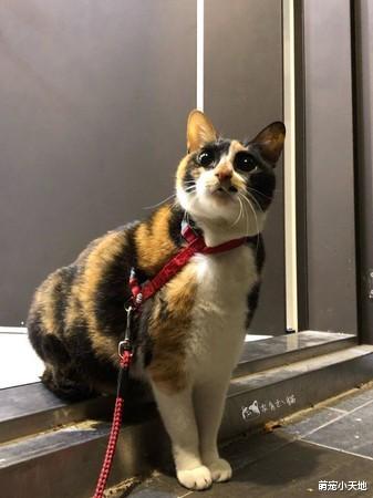 才刚踏出一步！胖三花懒得运动坐门口地上求饶：好累哦