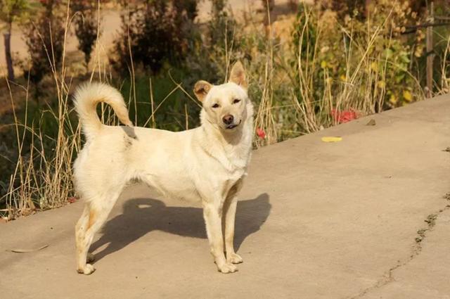 狗贩子为何喜欢高价收购十年以上的老狗？细说你不知道的三点秘密