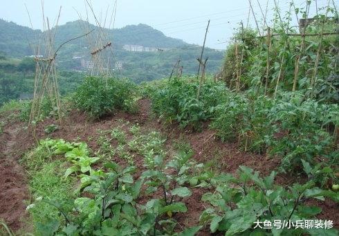 婆婆来城里带孩子，闲着无聊开荒种菜，以后蔬菜不用买了！