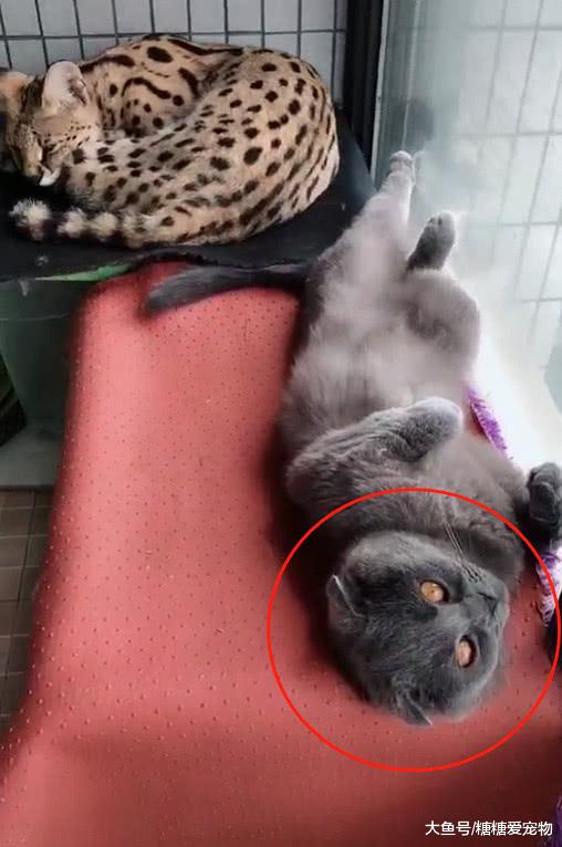 蓝猫睡姿“太奇葩”，主人抬腿给了它一脚，猫：我就这德性，咋地