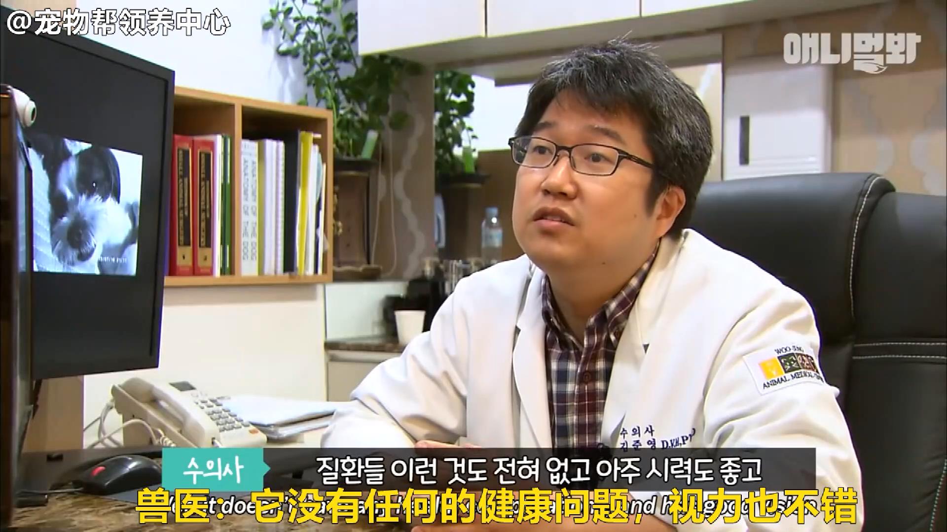 边牧追剧成瘾，为了避免它近视，铲屎官想出了这样一个办法...