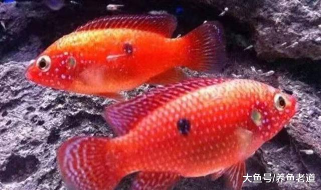 饲养观赏鱼，盛夏季节自来水就可以直接往鱼缸里灌吗？