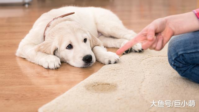 大小便定点训练完，狗狗还是乱撒尿？训犬师推荐按这7点做