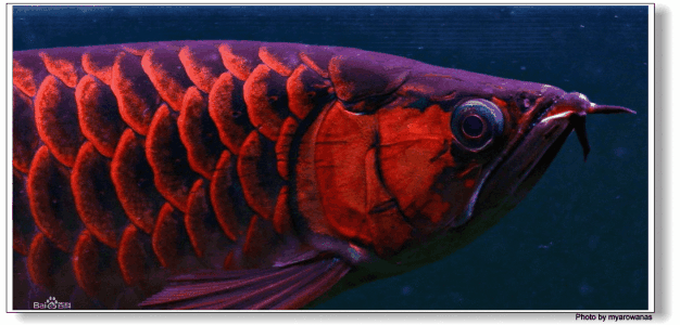 动物趣闻：畅谈骨舌鱼科中的代表