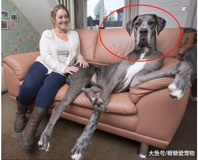 女人养大狗狗, 才会有真正的安全感, 网友: 坐姿也太辣眼睛了吧!