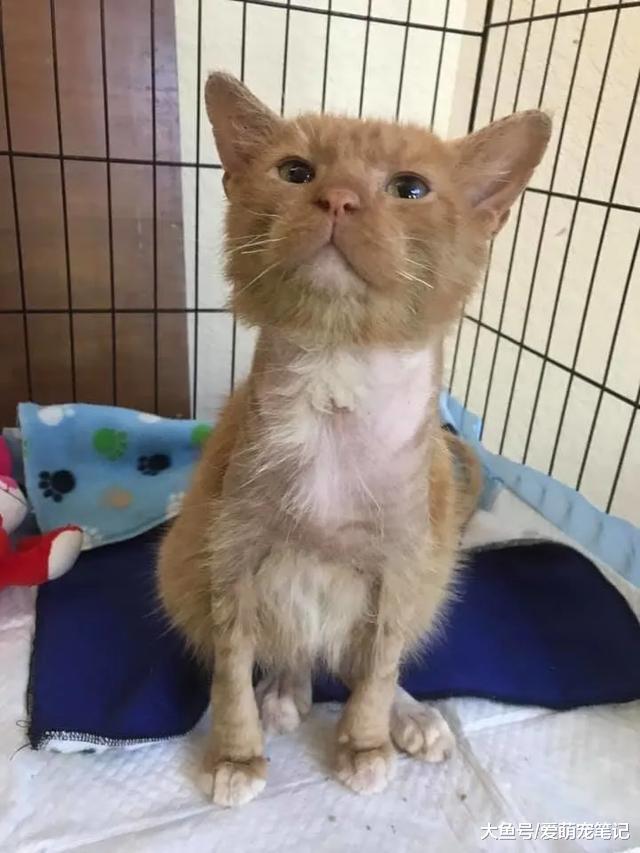 流浪猫受皮肤病困扰，被收养六个月画风突变，逆袭后的样子太美了