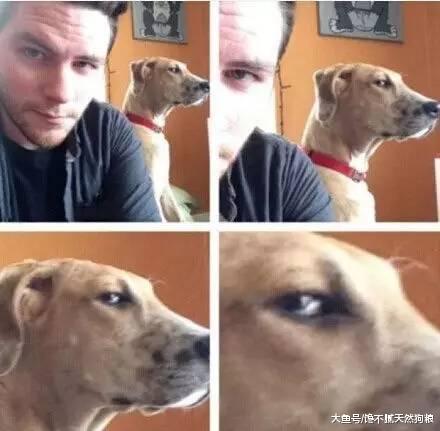 万万没想到, 一只爱你的狗狗, 会有这“5种举动”!