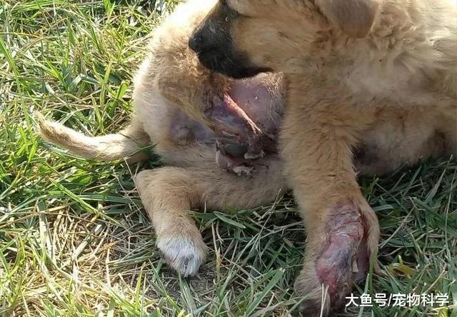 医生给我们说狗狗后腿必须要截肢, 前腿尽量保住