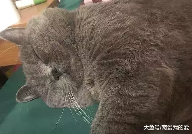 一只上了英国报纸的中国猫