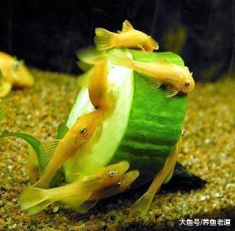 很讨厌清道夫，还有哪些可以饲养在鱼缸里的工具鱼，下列都不错