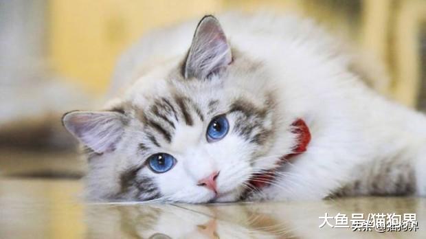 猫咪缺钙怎么办？如何给猫咪快速补钙