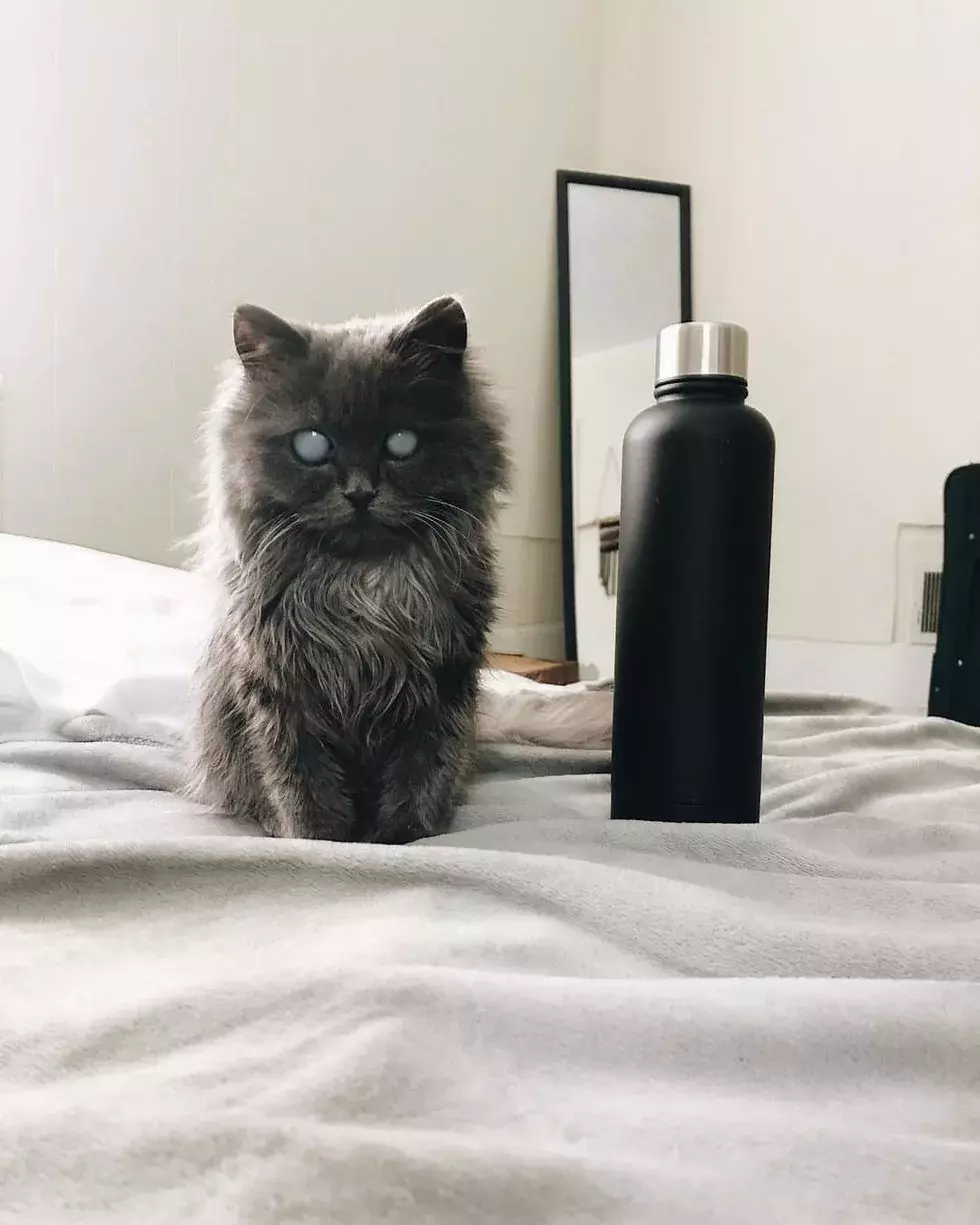 铲屎官收养盲猫后，通过镜头发现了它眼里的星辰大海！