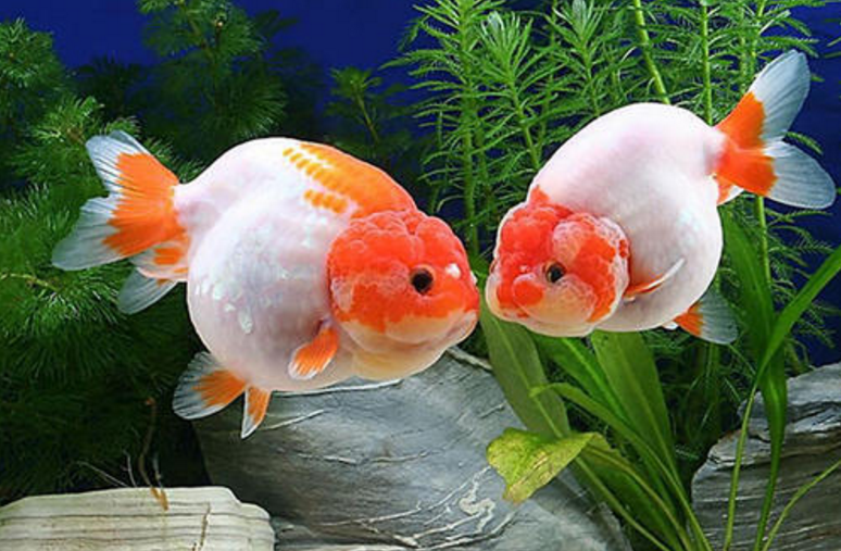 现在观赏鱼总养不好，有时真不怪你，这原因很重要却常被我们忽略