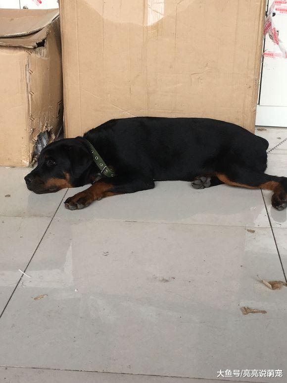 罗威纳太不老实了，它看门是挺不错的，可拆家也不逊色