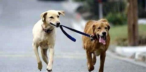 动物趣闻：澳大利亚出新规，限制宠物狗自由超24小时将会被罚款