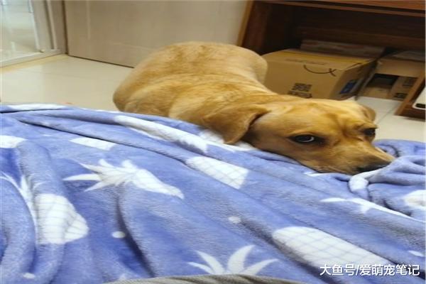 自从小主人出生后，拉布拉多就化身全职保姆，宠溺的眼神好有爱啊