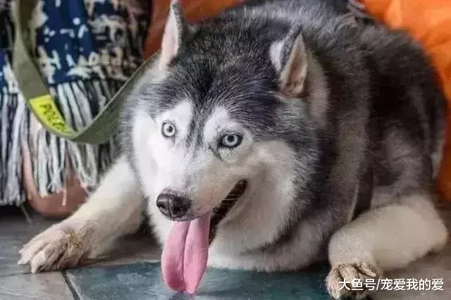 二哈太胖被主人扔到健身房，2个月后再见，他忍不住飙泪了……