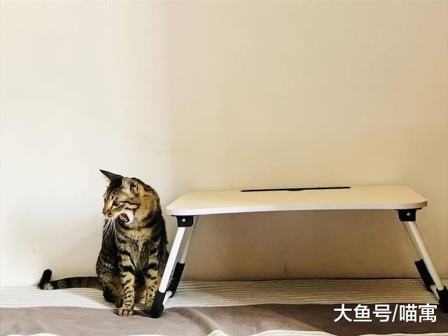 小猫咪这凶巴巴的做什么呢？真以为能吓到铲屎官？