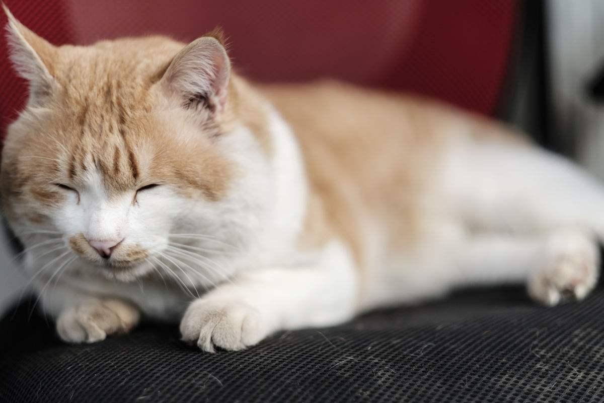 年老的猫咪总是犯错, 别指责它了, 它可能得了“老年痴呆症”!