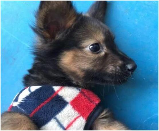 女主收留一只流浪狗，幾個月后，狗狗有著巨大的變化