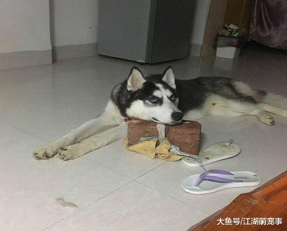 哈士奇拆家, 主人给它脖子上绑了砖头, 主人: 这下你该老实了吧!