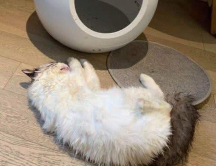 宠物智能家具的现状你知道多少？