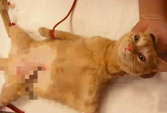 橘猫蹲在医院门口找媳妇，没想到被兽医拖走绝育，猫脸上满是绝望