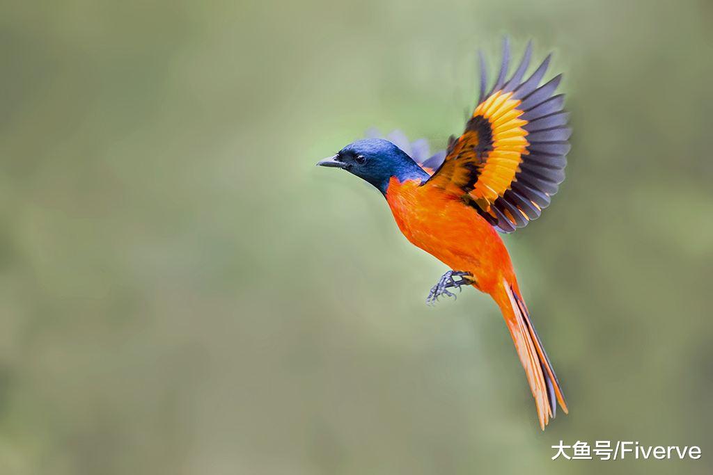 掌握这五条摄影技巧，助你轻松“打鸟”！