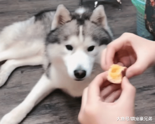 二哈地上打滚撒泼，正好奇原因时，当看到妹妹手里东西，笑毁了！