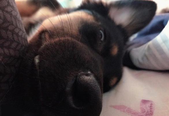 狗狗为了给主人换新家具，把床给拆了，主人：该红烧还是清蒸呢？