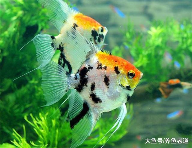 都说观赏鱼患病是水质问题，水质能有啥问题，怎么调理才算正确？