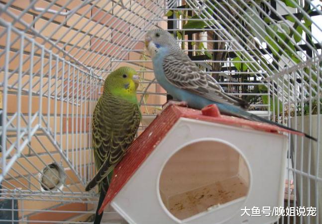 养宠物，除了狗狗和猫咪还有什么选择？这些也不会让你失望