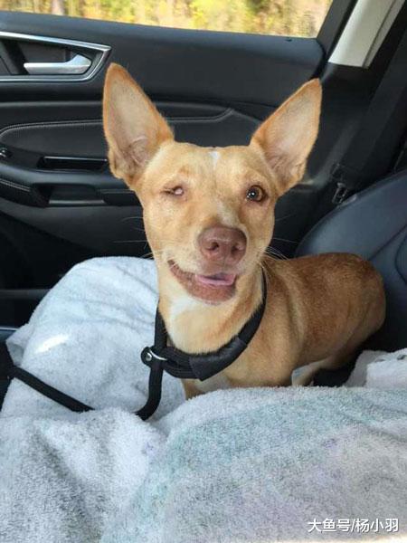 狗在领走的路上要求遣返，被家人再次抛弃它却笑了，一路抱紧新主人