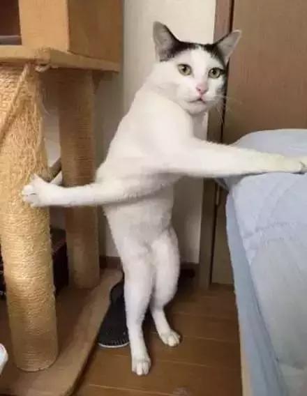 猫奴们，你知道你家猫是右撇子还是左撇子吗？