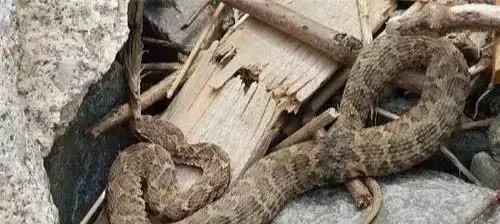 世界上十大最毒生物：欧阳锋来了也得“甘拜下风”