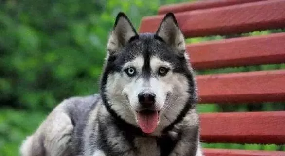 为什么不着调的“二哈”，可以有组织有纪律地拉雪橇？